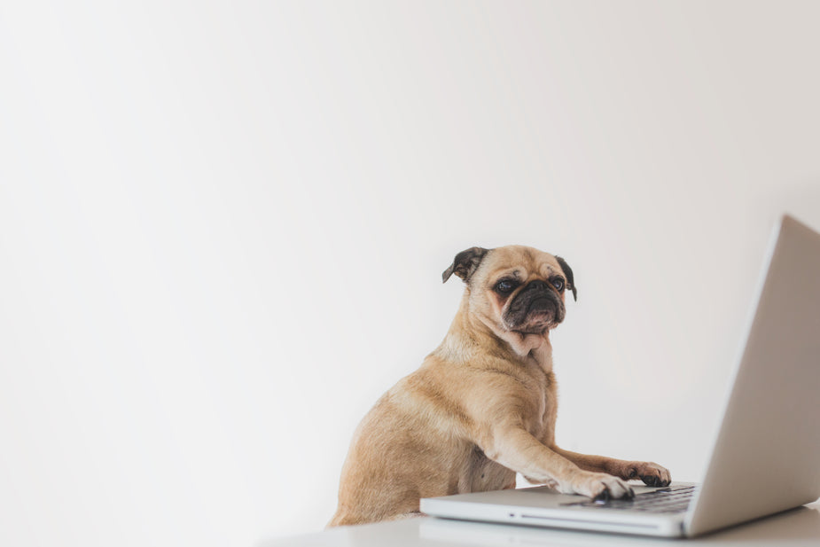 Pug working on a laptop to be a scopist