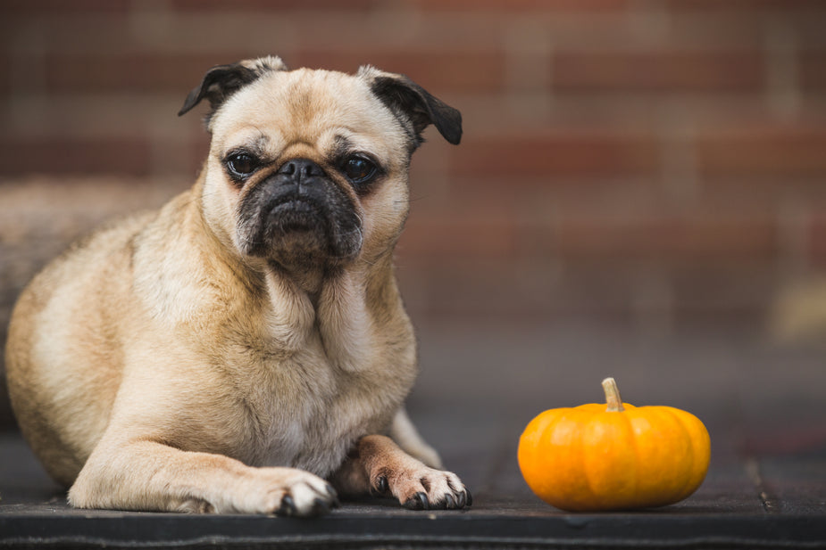 Small dog and a small pumpkin side by side. Both are adorable and ready for fall.