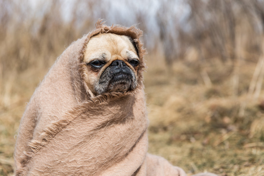 We are close on the face of a pug wrapped in a brown shawl looking longingly out over a dried grass nature scene. Pug face. Dot com.