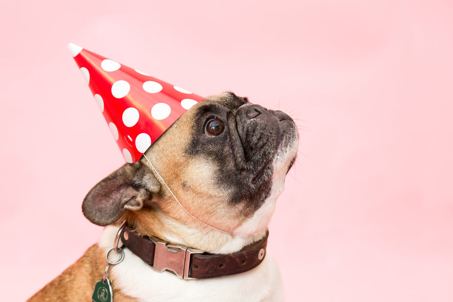 Birthday dog looks surprised at some of these funny misheard or misused idioms