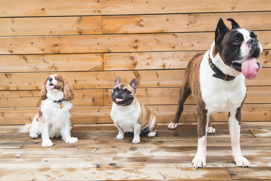 Three good dogs line up on a wood background. Whose a good dog?