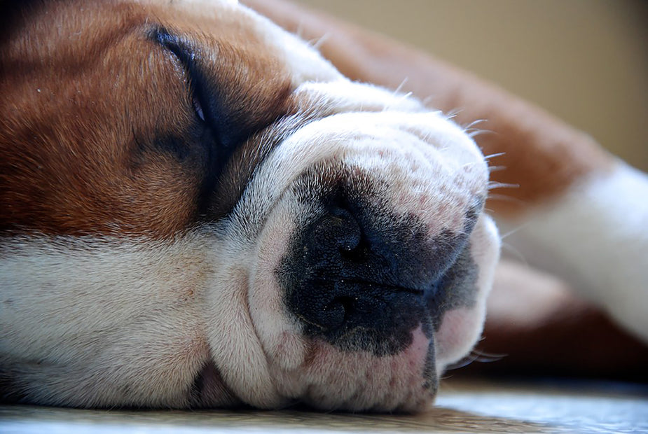 Close up of a dogs nose and eyes as it is sleeping on a white floor.