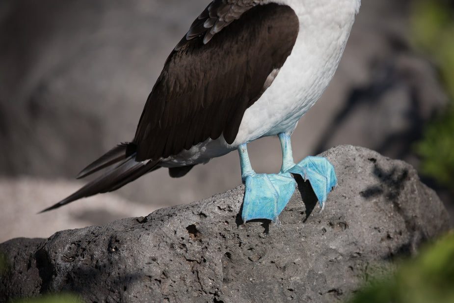 I got 'em from my momma...the blue feet of this blue-footed booby bird are so blue, it's hard to believe they are true. Blue.