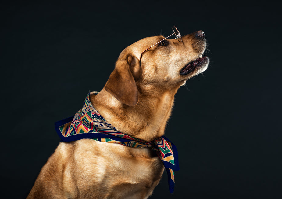 A bespectacled golden retriever dog peers haughtily under his glasses like a librarian ticking someone off for being loud.