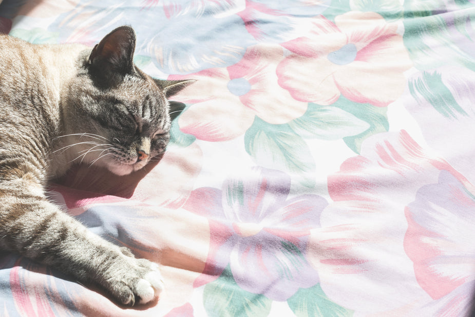 A cute cat resting on colorful floral bedsheets. The sun beaming in through the window makes for the purrfect place for a kitty to spend the afternoon basking