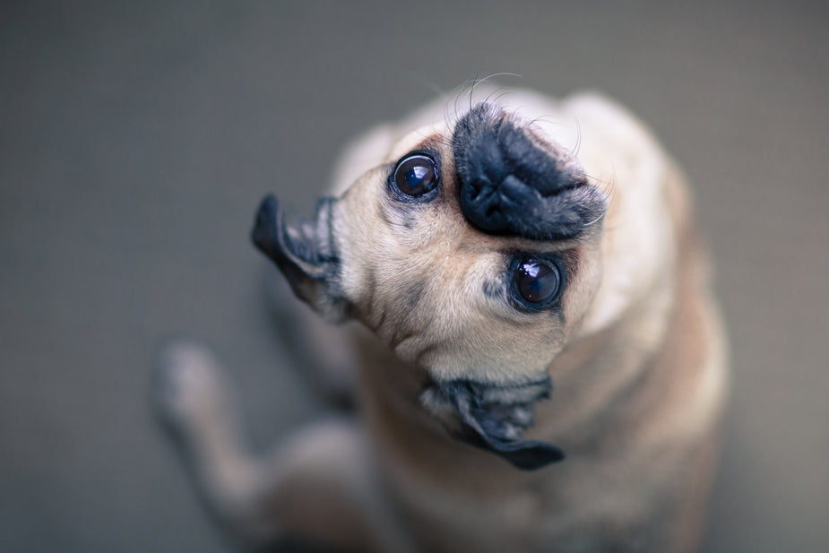 Pug is giving the look of love and confusion. The head tilt is a classic move from man's best friend in a moment of trying to understand.