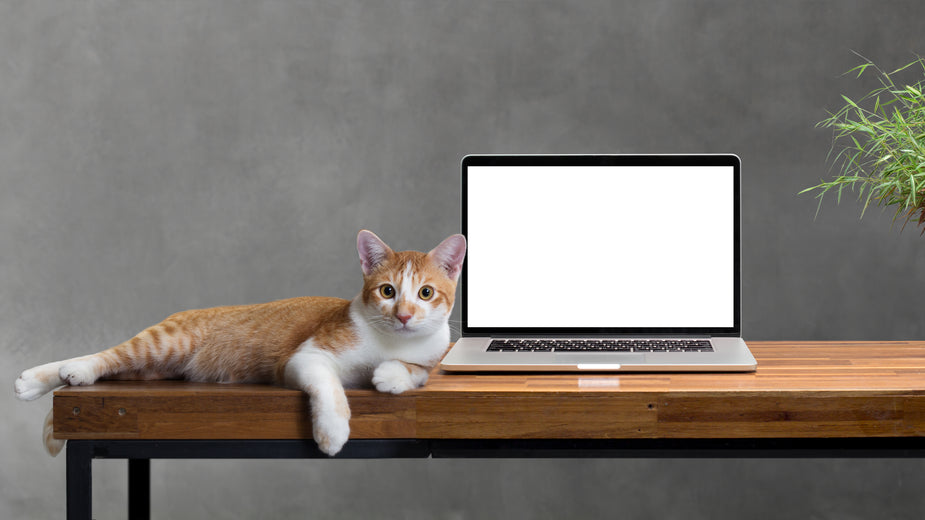 This ginger and white cat may seem like the perfect office assistant but it's terrible at typing.