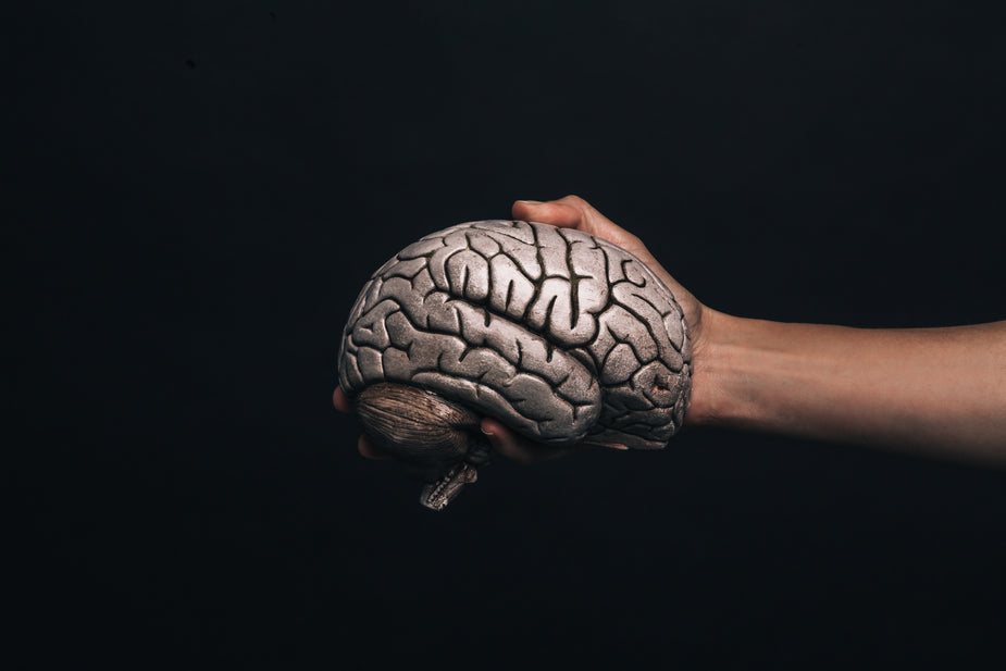 A hand holds up a model brain against a black background.