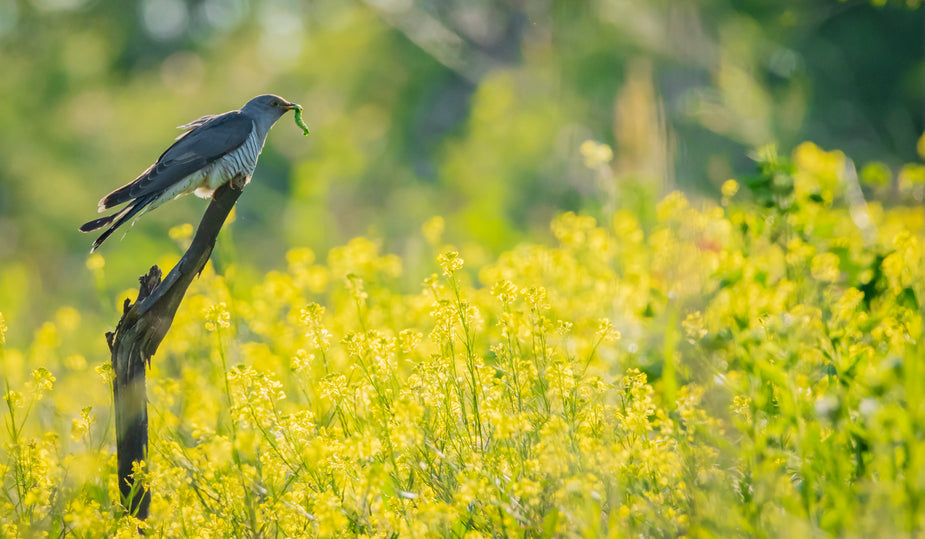 A grey and white bird stands on a wooden perch with a green worm in its beak. The bird is in a field of small yellow flowers below.