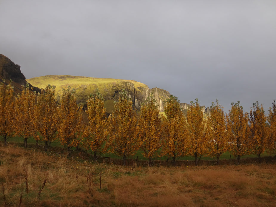 A fiery wall of amber trees crosses scorched grass in front of rocky hills.