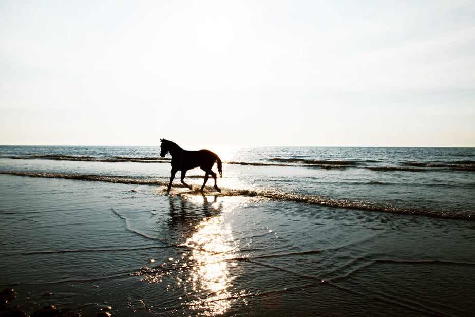 A dark silhouette of a horse running through the water along the sea shore on sunrise.