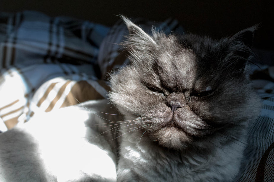 We may never know if this incredible fluffy gray kitty uses its powers for good, but we hope. Awww, smooooshface. metaphor for using sass to stop cross talk