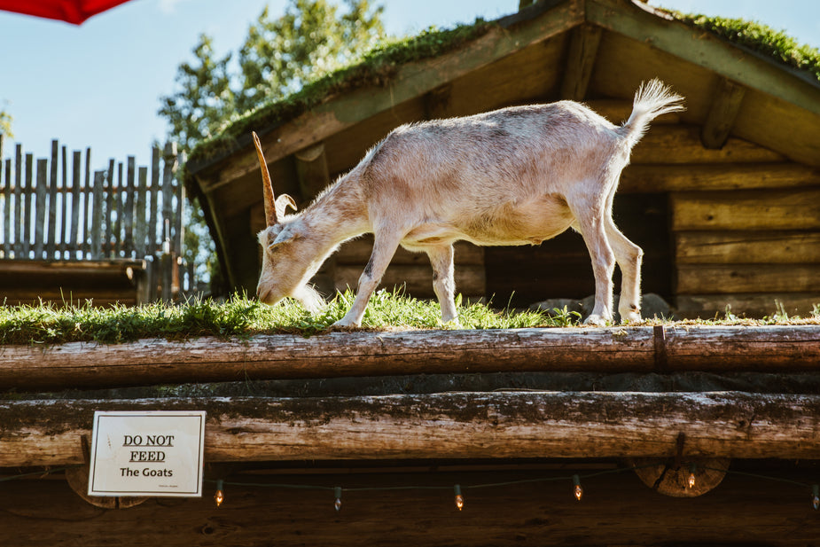 A goat feeding on grass on a roof.

